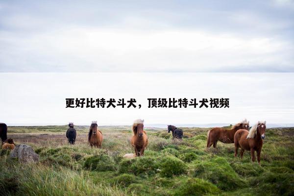更好比特犬斗犬，顶级比特斗犬视频