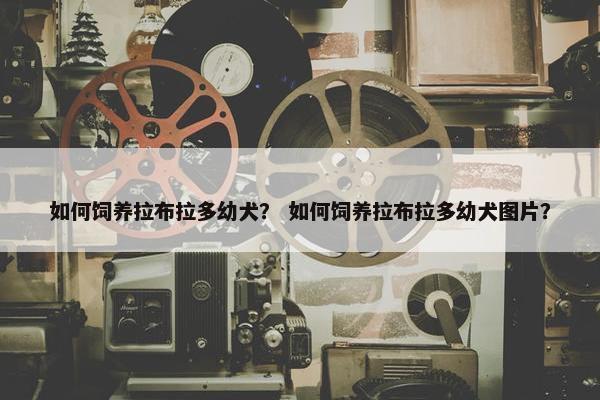 如何饲养拉布拉多幼犬？ 如何饲养拉布拉多幼犬图片？
