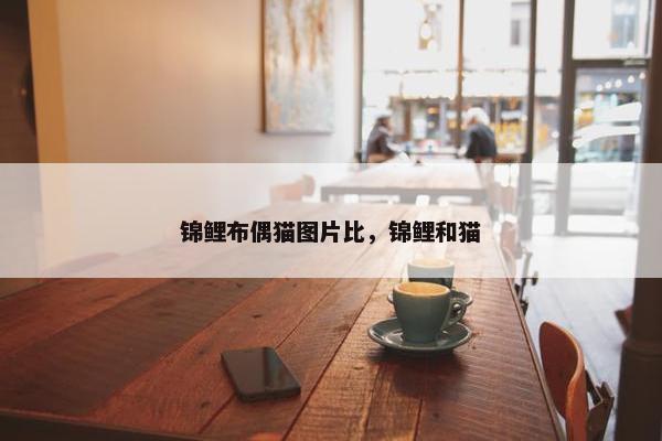 锦鲤布偶猫图片比，锦鲤和猫