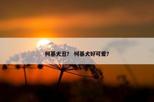 柯基犬丑？ 柯基犬好可爱？