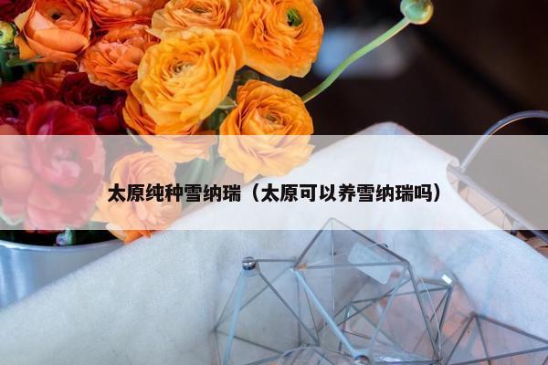 太原纯种雪纳瑞（太原可以养雪纳瑞吗）