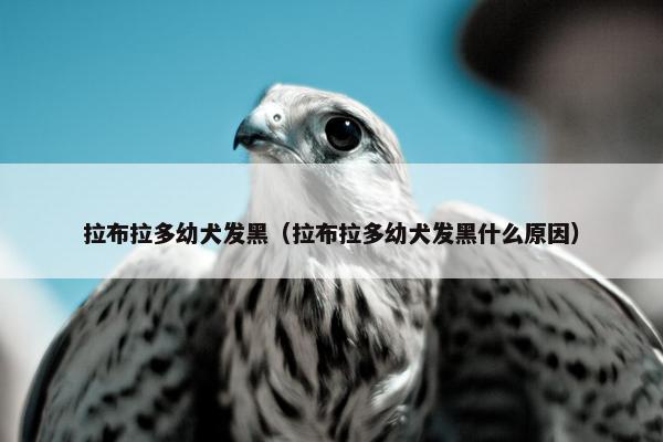 拉布拉多幼犬发黑（拉布拉多幼犬发黑什么原因）