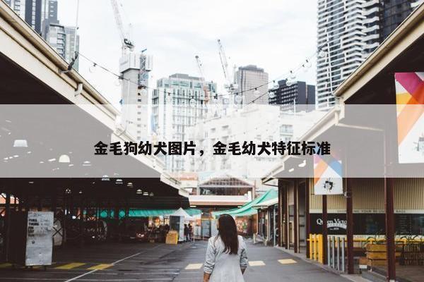 金毛狗幼犬图片，金毛幼犬特征标准