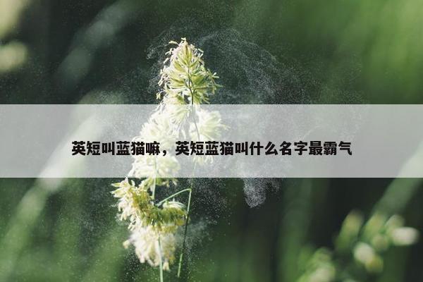 英短叫蓝猫嘛，英短蓝猫叫什么名字最霸气