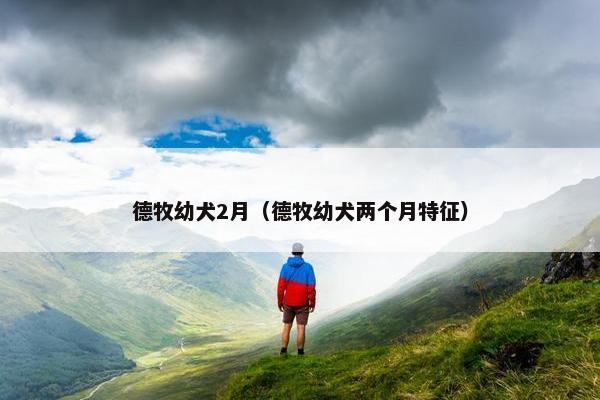 德牧幼犬2月（德牧幼犬两个月特征）