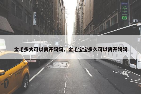 金毛多大可以离开妈妈，金毛宝宝多久可以离开妈妈