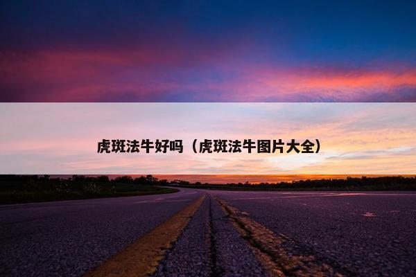 虎斑法牛好吗（虎斑法牛图片大全）