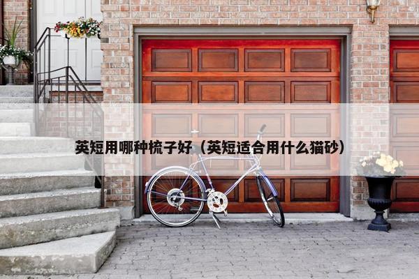 英短用哪种梳子好（英短适合用什么猫砂）
