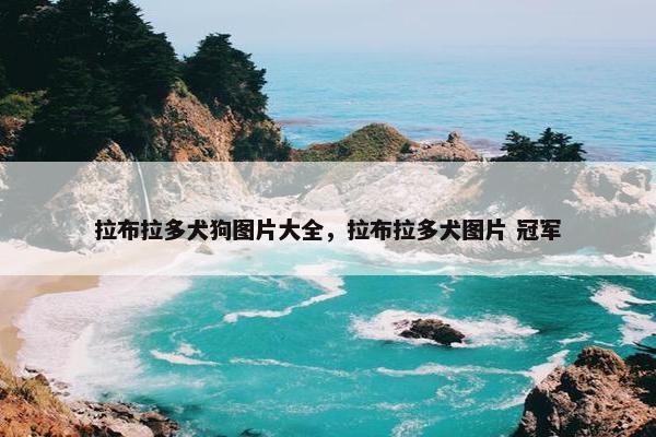 拉布拉多犬狗图片大全，拉布拉多犬图片 冠军