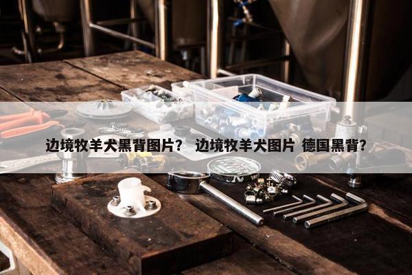 边境牧羊犬黑背图片？ 边境牧羊犬图片 德国黑背？