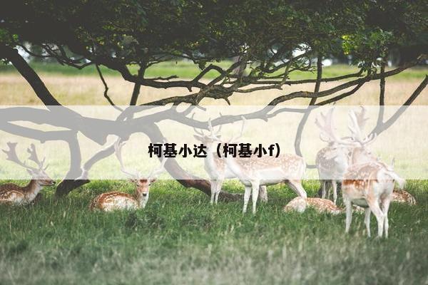 柯基小达（柯基小f）