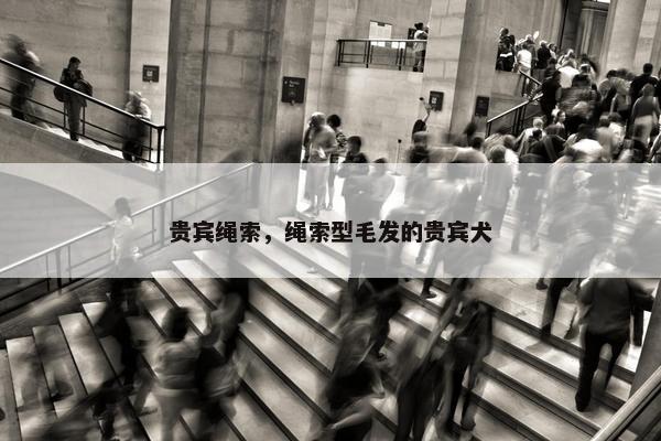 贵宾绳索，绳索型毛发的贵宾犬