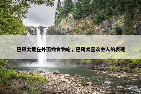 巴哥犬爱在外面找食物吃，巴哥犬喜欢主人的表现