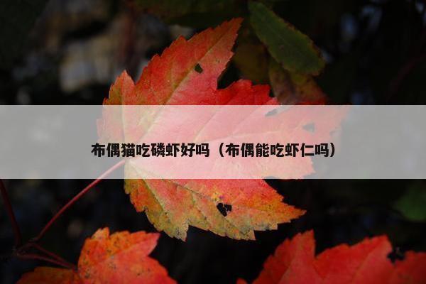 布偶猫吃磷虾好吗（布偶能吃虾仁吗）