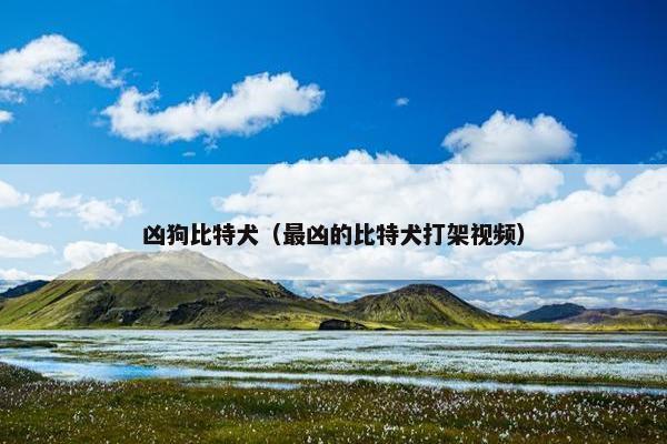 凶狗比特犬（最凶的比特犬打架视频）