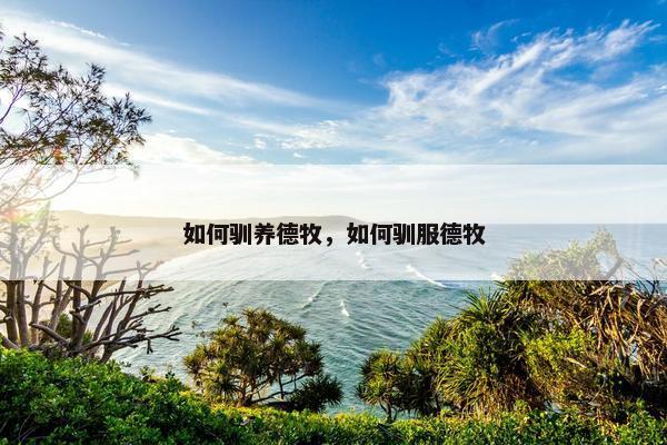 如何驯养德牧，如何驯服德牧