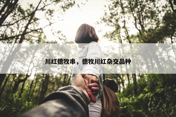 川红德牧串，德牧川红杂交品种