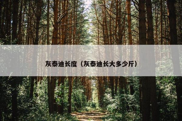 灰泰迪长度（灰泰迪长大多少斤）
