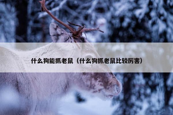 什么狗能抓老鼠（什么狗抓老鼠比较厉害）