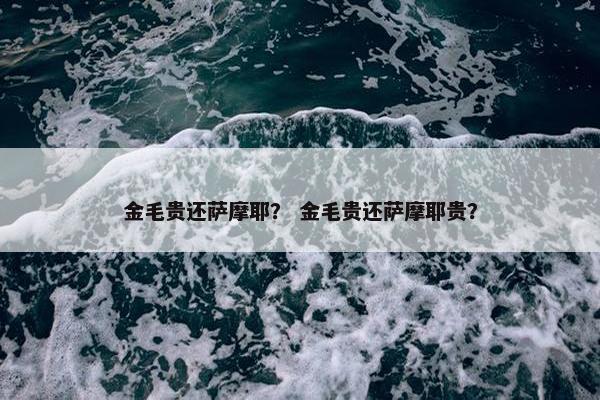 金毛贵还萨摩耶？ 金毛贵还萨摩耶贵？