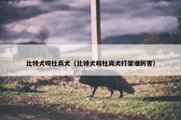 比特犬咬杜兵犬（比特犬和杜宾犬打架谁厉害）