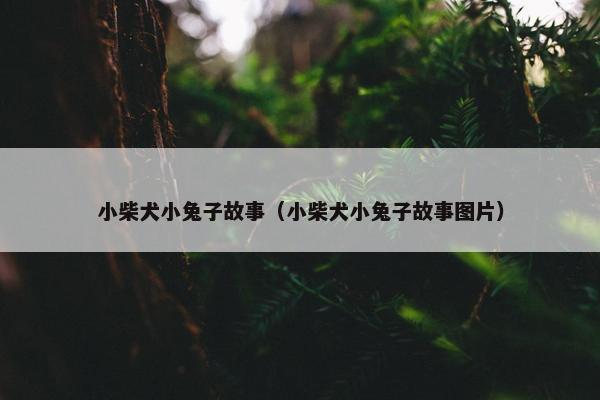 小柴犬小兔子故事（小柴犬小兔子故事图片）