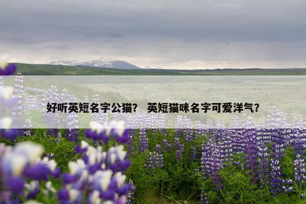 好听英短名字公猫？ 英短猫咪名字可爱洋气？