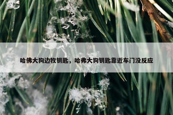 哈佛大狗边牧钥匙，哈弗大狗钥匙靠近车门没反应