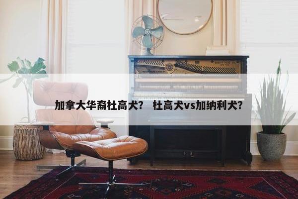 加拿大华裔杜高犬？ 杜高犬vs加纳利犬？