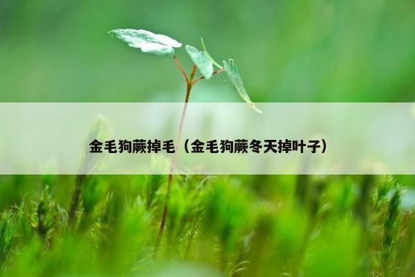 金毛狗蕨掉毛（金毛狗蕨冬天掉叶子）