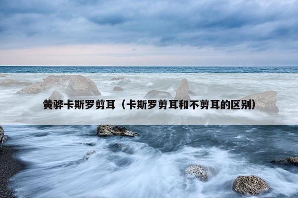 黄骅卡斯罗剪耳（卡斯罗剪耳和不剪耳的区别）