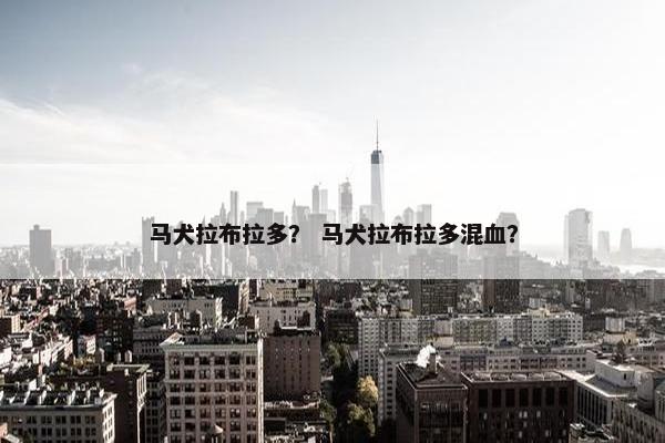 马犬拉布拉多？ 马犬拉布拉多混血？
