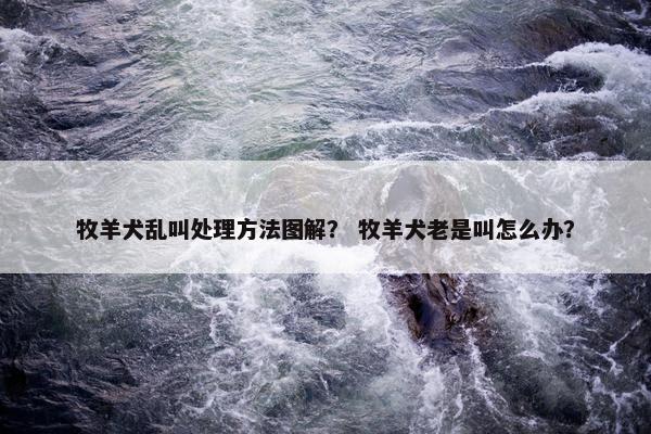 牧羊犬乱叫处理方法图解？ 牧羊犬老是叫怎么办？