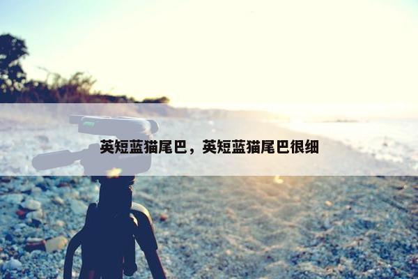 英短蓝猫尾巴，英短蓝猫尾巴很细