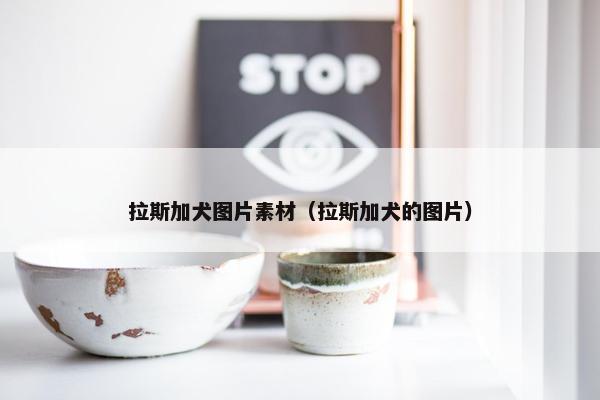 拉斯加犬图片素材（拉斯加犬的图片）