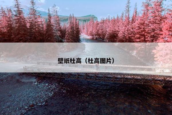 壁纸杜高（杜高图片）
