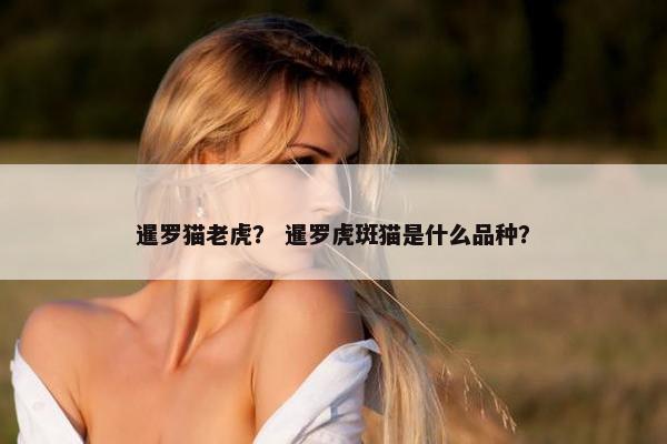 暹罗猫老虎？ 暹罗虎斑猫是什么品种？