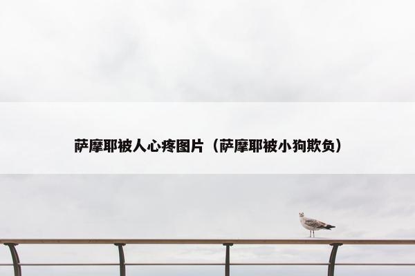 萨摩耶被人心疼图片（萨摩耶被小狗欺负）