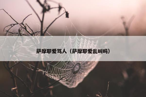 萨摩耶爱骂人（萨摩耶爱乱叫吗）