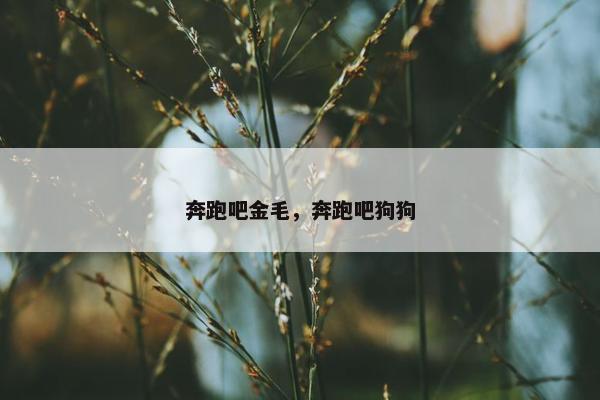 奔跑吧金毛，奔跑吧狗狗