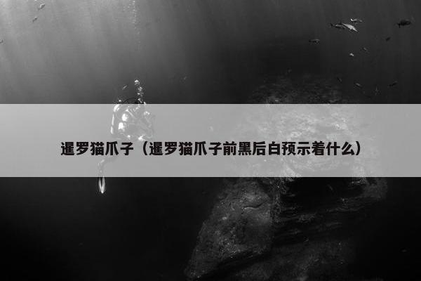 暹罗猫爪子（暹罗猫爪子前黑后白预示着什么）