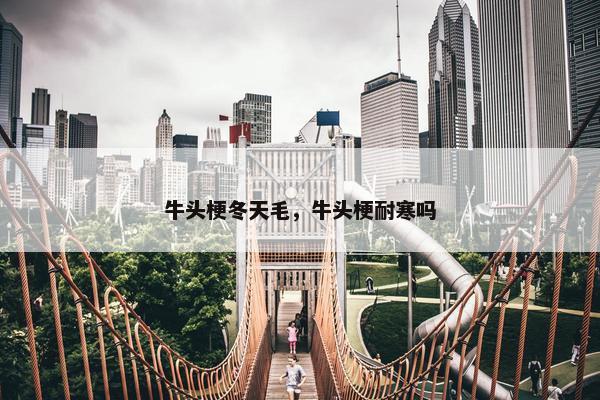 牛头梗冬天毛，牛头梗耐寒吗