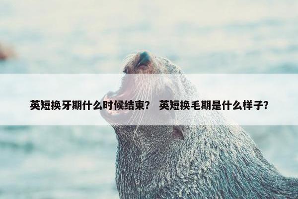 英短换牙期什么时候结束？ 英短换毛期是什么样子？