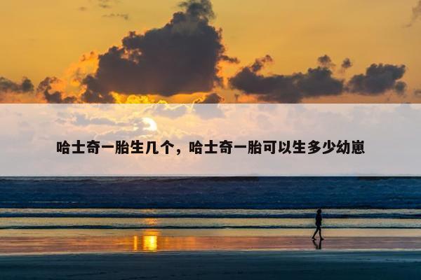 哈士奇一胎生几个，哈士奇一胎可以生多少幼崽