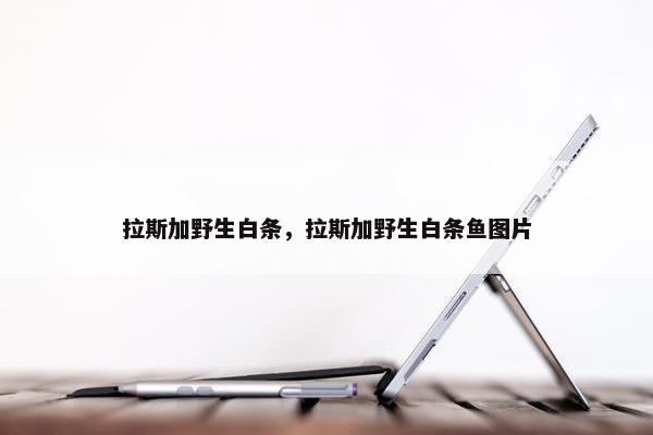 拉斯加野生白条，拉斯加野生白条鱼图片