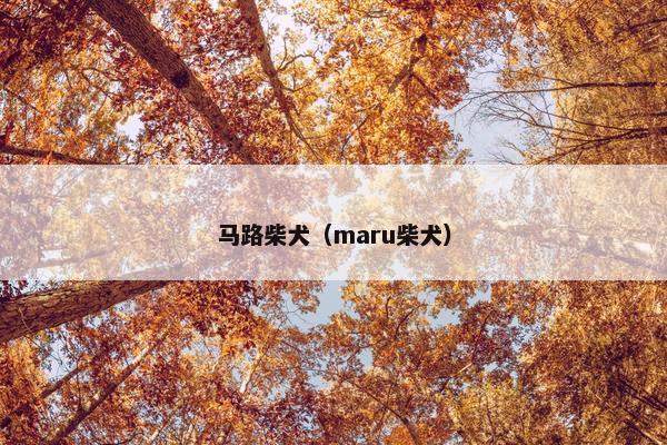 马路柴犬（maru柴犬）