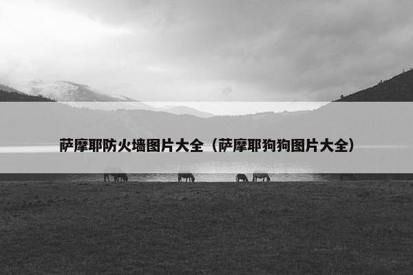 萨摩耶防火墙图片大全（萨摩耶狗狗图片大全）