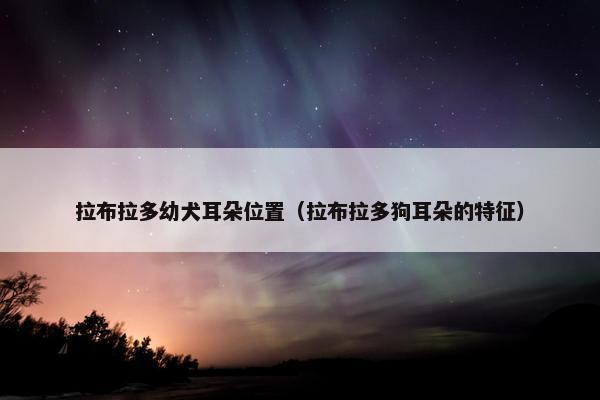 拉布拉多幼犬耳朵位置（拉布拉多狗耳朵的特征）