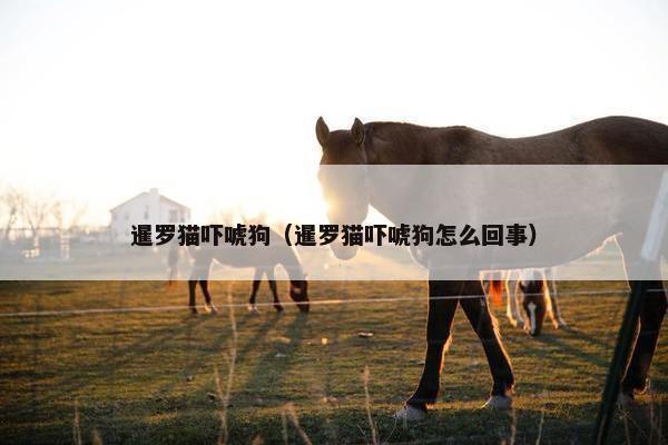 暹罗猫吓唬狗（暹罗猫吓唬狗怎么回事）