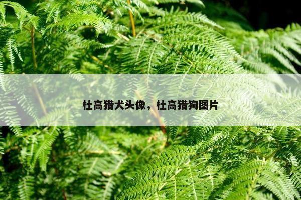 杜高猎犬头像，杜高猎狗图片